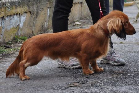 Jamnik d�ugow�osy standardowy – NURI NAD�IB Kollapsar